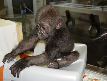 Bangori Baby Western Lowland Gorilla